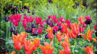 The Perch Hill tulip mix | why Sarah loves this