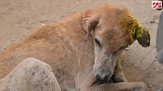 Raja | Dog with maggot Wound | Ambulance | Treatment | Jivdaya | Animal Welfare | NGO | Ahmedabad