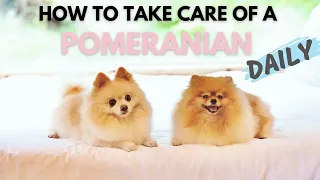 How To Take Care Of A Pomeranian Daily | Ultimate New Pom Owner's Guide