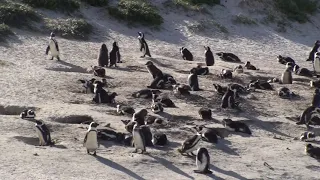 South Africa Boulders Beach Penguin Colony