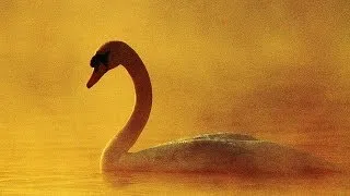 Из жизни юного лебедя. From the life of a young swan.