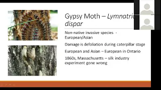 Seeing The Forest & The Trees Meet Your Forest Pests (Webinar)