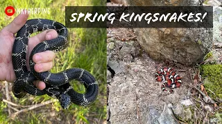Flipping for Kingsnakes! Finding Scarlet Kings, Eastern Kings, and more Snakes in Georgia!
