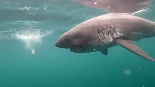 Alaskan Salmon Shark comes in close for a meal!