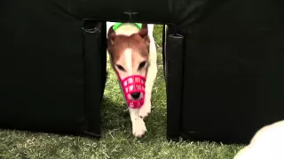 Jack Russels Final Heat - Incredible Dog Challenge 2015 Huntington Beach, CA