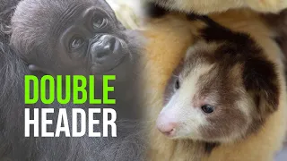 Two Very Different Babies Emerge At Woodland Park Zoo