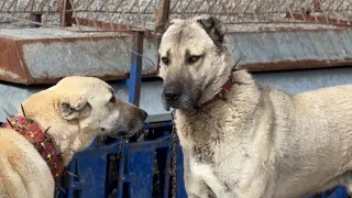 CHALLENGING TEST FOR THE KANGAL DOG ​​READY TO MATE! LOVE ? OR JOB?
