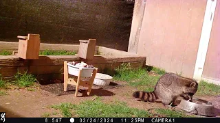 Raccoons 03 25 24