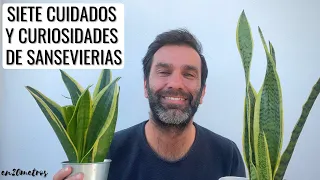 Care and curiosities of sansevieria