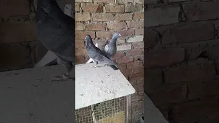 Pigeon  Lover 😍😍😍🥰🥰🥰