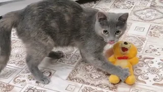 Кошки и Мышки! Жизнь котиков. life of a cat