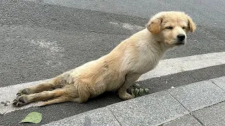 With both legs paralyzed, the puppy tried to walk step by step on the deserted road looking for help