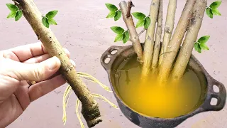 Technique to root any type of branch (Only 1 ingredient)