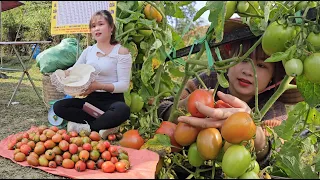 Pick tomatoes to sell at the Tet fair and do Tet shopping