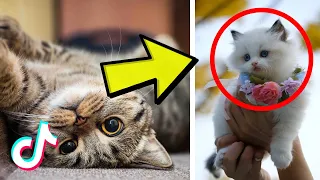 Cute Animal Videos that Will Brighten Up Your Day