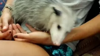 Cute Opossum Scent Marking & Loving (possum rehabilitation)