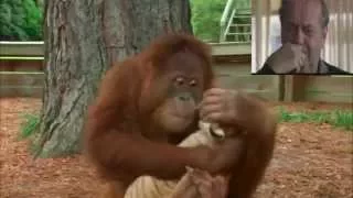 Jack Nicholson Reacts to Orangutan Babysits Tiger Cubs