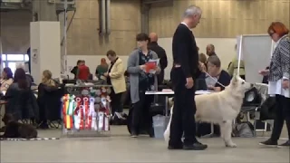 20171105 DKK Int Dog Show Herning HSH