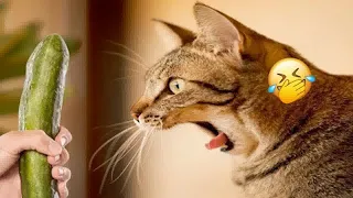 😻😸 Try Not To Laugh Dogs And Cats 😍😻 Funniest Animals 2024 # 24