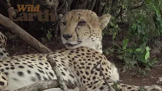 WildEarth - Sunrise - 18 January 2021