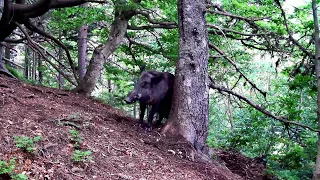 Senglar, Jabalí, Sanglier, Cinghiale