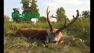Hunting siberian Roe deer in Kazakhstan