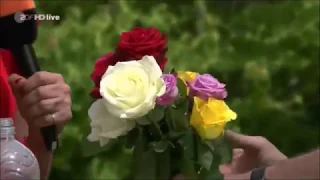 ZDF-Fernsehgarten: 🌹Rosen über Stecklinge vermehren und Zugabe von Weidenwasser zur Wurzelbildung