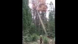 Falling tree