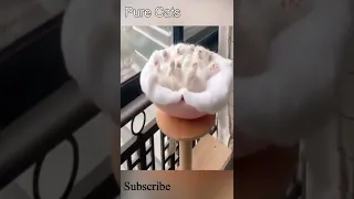 Cats - Cute and Funny Cat Videos # 185 | Pure Cats