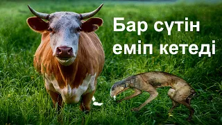 Сиыр ауруы