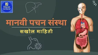 मानवी पचनसंस्था| Human Digestive System| #jidnyasasafarvidnyanachi #digestivesystem #पचनसंस्था