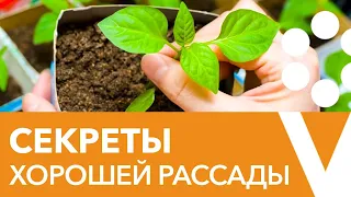 5 основных ошибок при выращивании рассады. Ответы на популярные вопросы