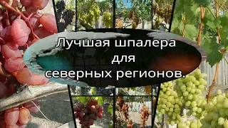 Лучшая шпалера для северных регионов.