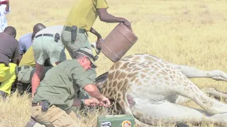 Giraffe Rescue