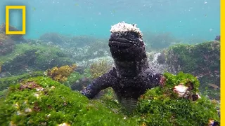 Dive Into the Wildlife-Rich Waters of the Galápagos | National Geographic