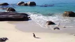 Pinguin @ Boulders Beach South Africa