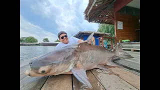 Mekong Catfish Fishing Thailand 2023- BKKGUY