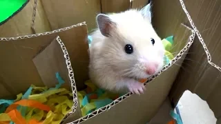 Hamster in Hamster-shaped Labyrinth