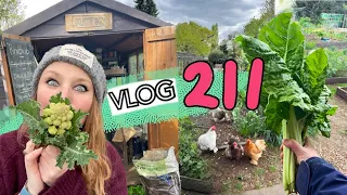 Fixing up the Bean Arches, Picking Asparagus and Nine Star and a Shidy Ted!! Ep 211 || Plot 37