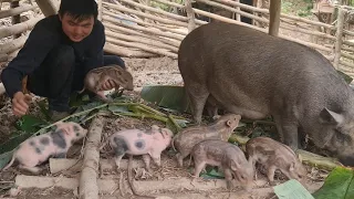 Wild boar baby growing up fast and healthy, Survival instinct, Wilderness Alone (ep140)