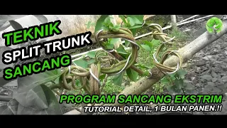 Tutorial Membuat  Bonsai Sancang 'Split Trunk'