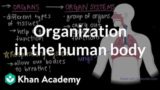 Organization in the human body | Cells and organisms | Middle school biology | Khan Academy