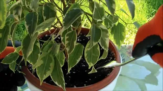 How to Care for Ficus Benjamina