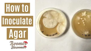 How to Inoculate Agar