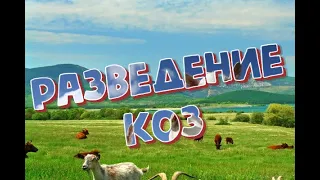 Козы,разведение коз,почему именно козы?