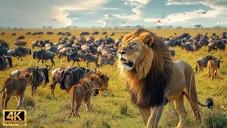 4K African Wildlife: The World's Greatest Migration from Tanzania to Kenya With Real Sounds #69