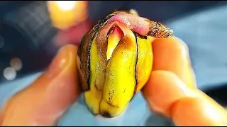 HOW TO GROW MANGO FROM SEEDS