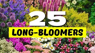 😱 Top 25 Best LONGEST Blooming Perennial Flowers 🌼 BLOOMS THAT NEVER QUIT 💐✨