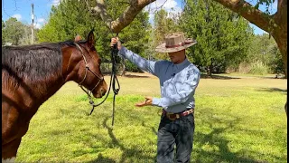 How To Fix A Horse That Hates To Be Tied Up