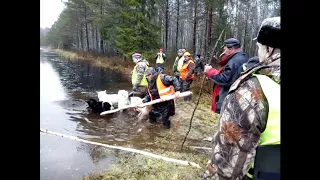 Загонная охота на копытных. Ноябрьский лось